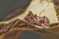 Ctenoplusia accentifera