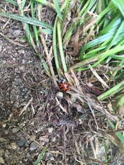 Harmonia axyridis