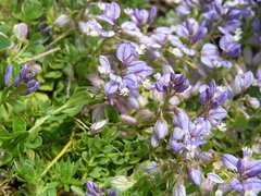 Polygala supina supina