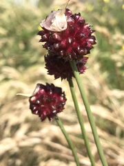Allium vineale