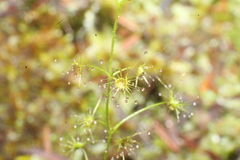 Drosera modesta
