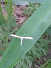 Hellinsia lienigianus