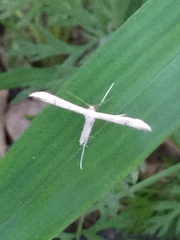 Hellinsia lienigianus