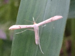 Hellinsia lienigianus