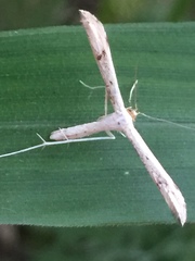 Hellinsia lienigianus