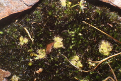 Drosera modesta
