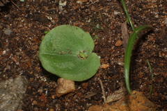 Cyrtostylis