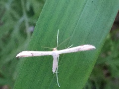 Hellinsia lienigianus