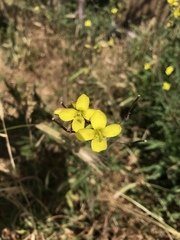 Diplotaxis tenuifolia