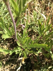 Diplotaxis tenuifolia