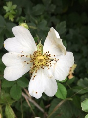Rosa arvensis