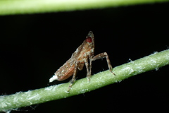 Orthopagus splendens