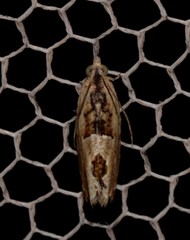 Melanodaedala scopulosana
