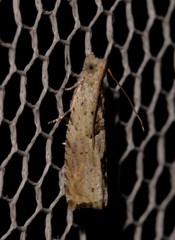 Melanodaedala scopulosana