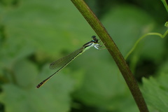 Agriocnemis femina oryzae