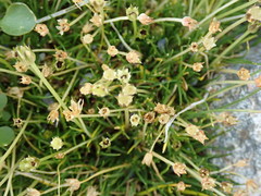 Colobanthus apetalus