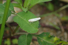 Cofana spectra