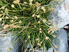 Colobanthus apetalus