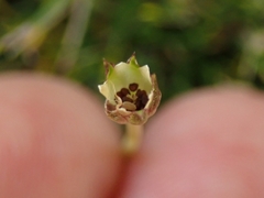 Colobanthus apetalus