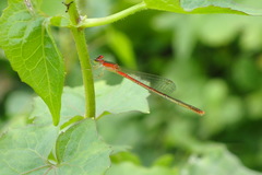 Agriocnemis femina oryzae