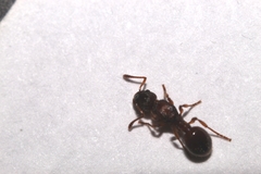 Myrmica scabrinodis