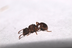 Myrmica scabrinodis