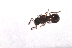 Myrmica scabrinodis