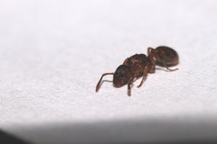 Myrmica scabrinodis