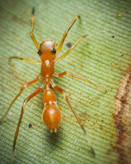 Myrmarachne assimilis