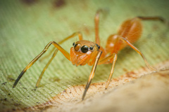 Myrmarachne assimilis