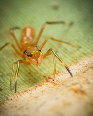 Myrmarachne assimilis