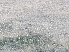 Platycercus venustus