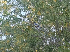 Platycercus venustus