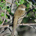 Dusky Flycatcher - Photo (c) Jerry Oldenettel, some rights reserved (CC BY-NC-SA)