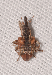 Conotrachelus anaglypticus