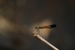 Sundacypha petiolata