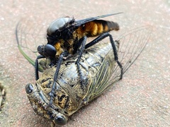 Microstylum oberthurii