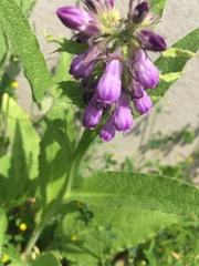 Symphytum officinale