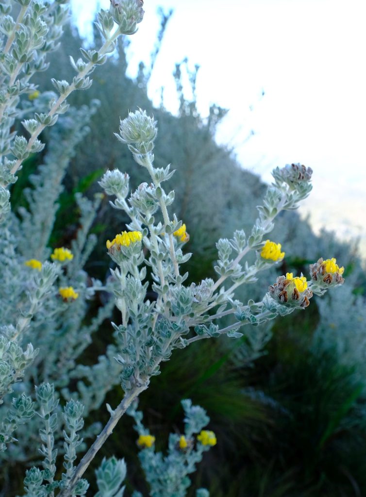 Aspalathus salicifolia