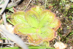 Drosera collina
