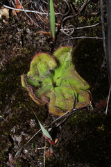Drosera collina
