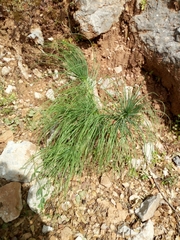 Asphodeline liburnica