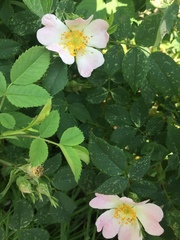 Rosa canina