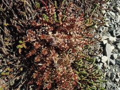 Epilobium porphyrium