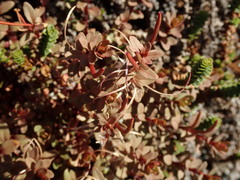 Epilobium porphyrium