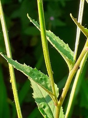 Epilobium obscurum