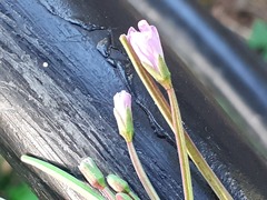 Epilobium obscurum