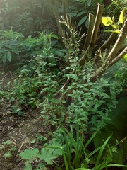 Epilobium obscurum