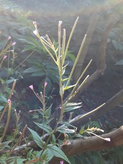 Epilobium obscurum