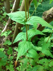Epilobium obscurum